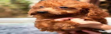 Caniche Enano 1