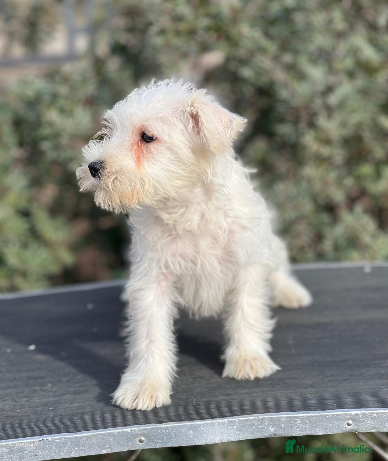 Schnauzer Miniatura perros SCHNAUZER BLANCA HEMBRA DISPONIBLE en Barcelona - Anuncio 5