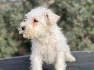 Schnauzer Miniatura perros SCHNAUZER BLANCA HEMBRA DISPONIBLE en Barcelona - Anuncio 6