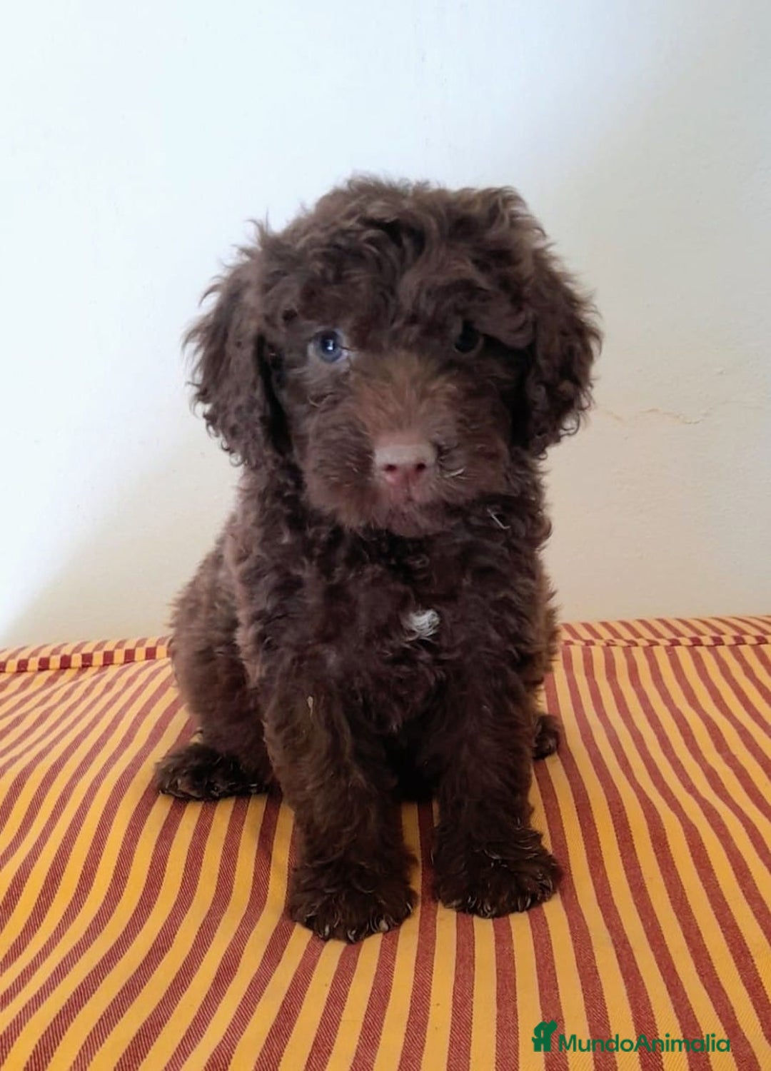 Perro de Agua Español perros en venta: Cachorros perros de agua - Imagen 1