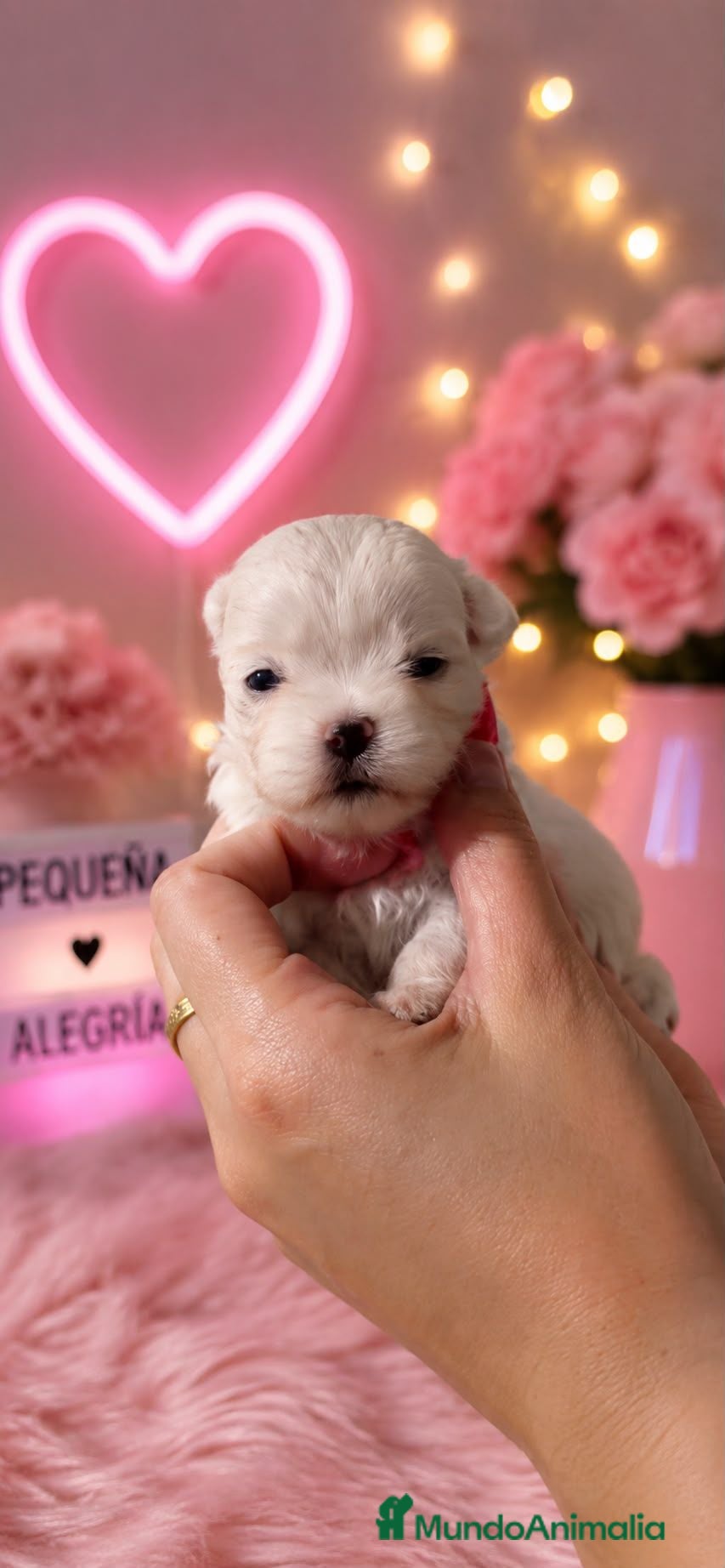 Bichón Maltés perros BICHÓN MALTÉS COREANO 100% – EXCLUSIVA BELLEZA  - Anuncio 25