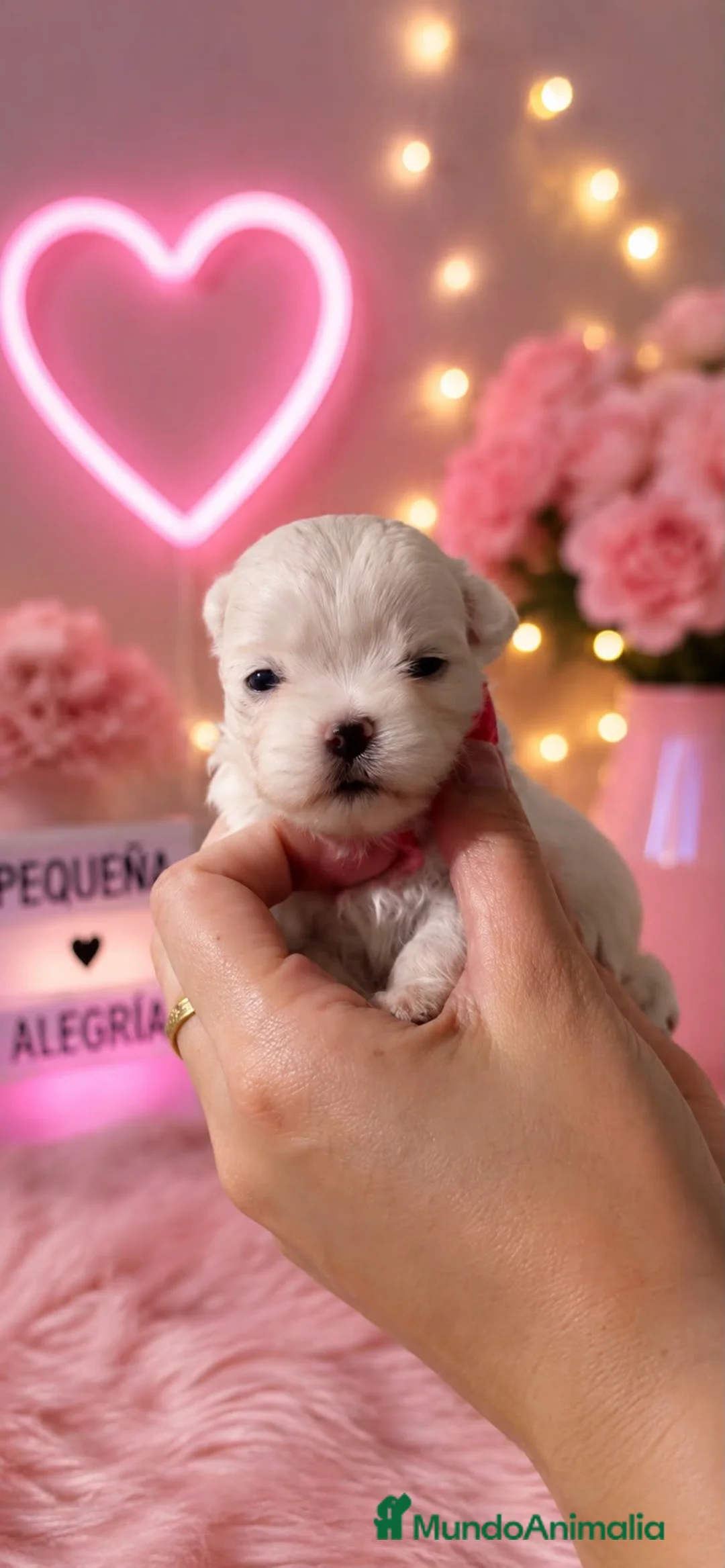 Bichón Maltés perros en venta: BICHÓN MALTÉS COREANO 100% – EXCLUSIVA BELLEZA  - Anuncio 2