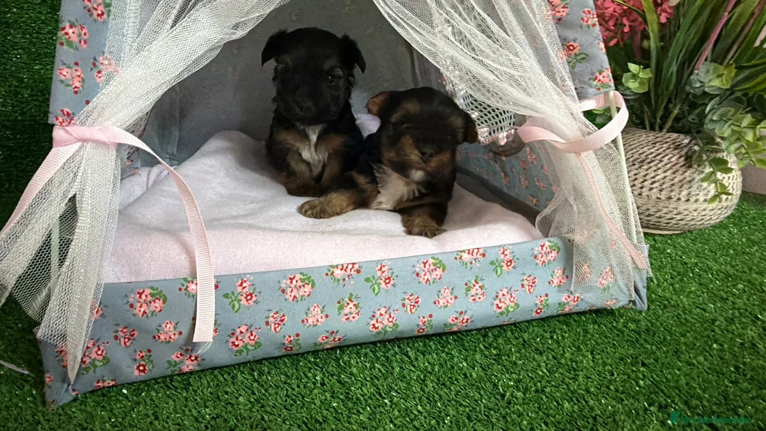 Yorkshire Terrier perros en venta: Yorkshire  - Anuncio 2
