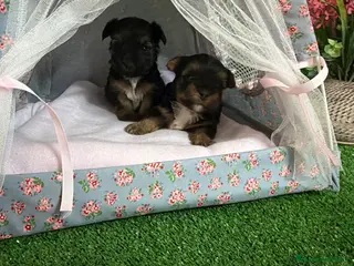 Yorkshire Terrier perros Yorkshire - Anuncio 34