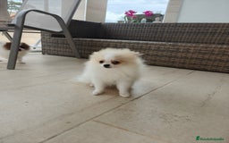 Pomerania perros en venta: Pomerania  - Imagen 2