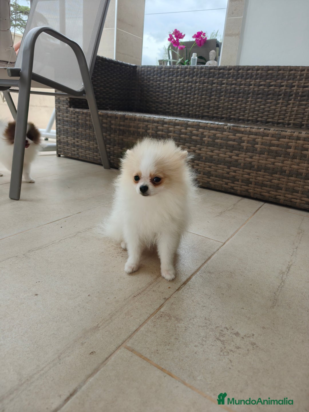 Pomerania perros en venta: Pomerania  - Imagen 2