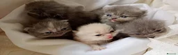 Persa gatos en venta: Gatitos persa y malayo - Anuncio 8