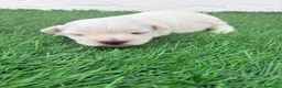 West Highland White Terrier perros en venta: West Highland White Terrier en Madrid - Anuncio 16