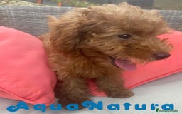 Caniche Enano perros en venta: Caniche Hembra Virgi AQUANATURA - Imagen 3