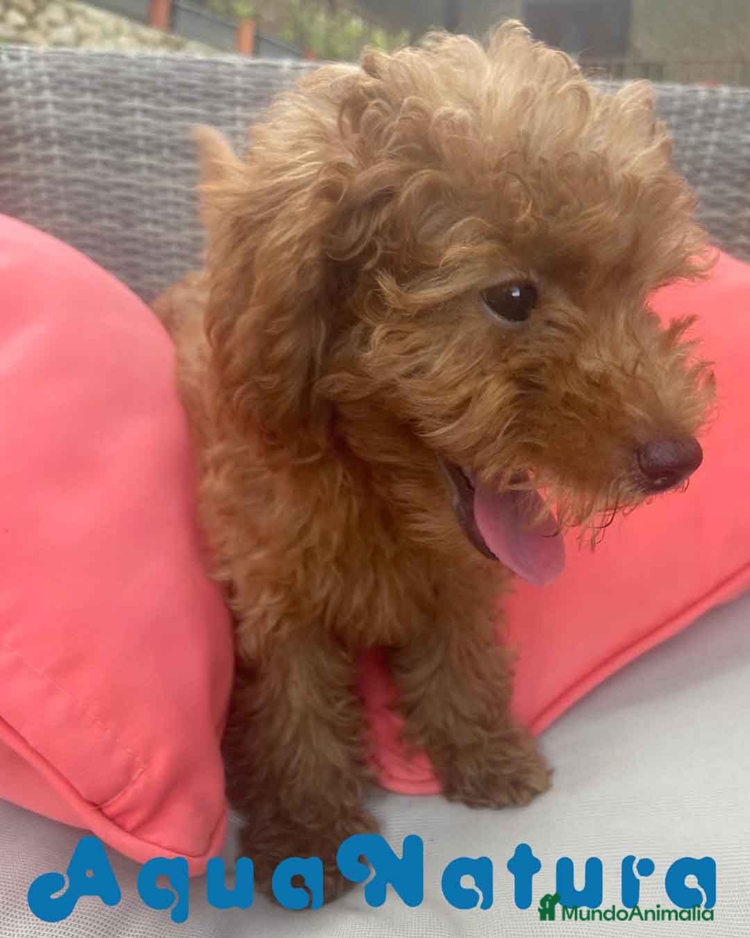 Caniche Enano perros en venta: Caniche Hembra Virgi AQUANATURA - Imagen 3