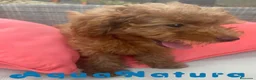 Caniche Enano perros en venta: Caniche Hembra Virgi AQUANATURA - Anuncio 3