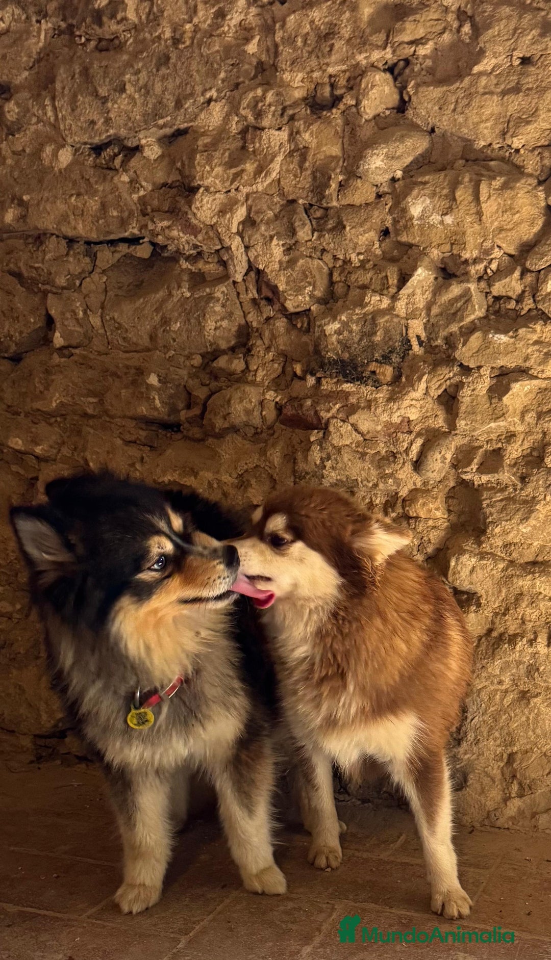 Pomsky perros en venta: Pomsky micro F4 - Anuncio 2