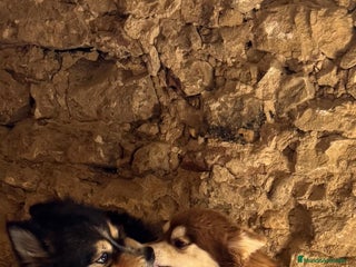 Pomsky perros Pomsky micro F4 - Anuncio 1