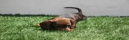 Teckel Miniatura perros en venta: Teckel Miniatura  - Anuncio 5