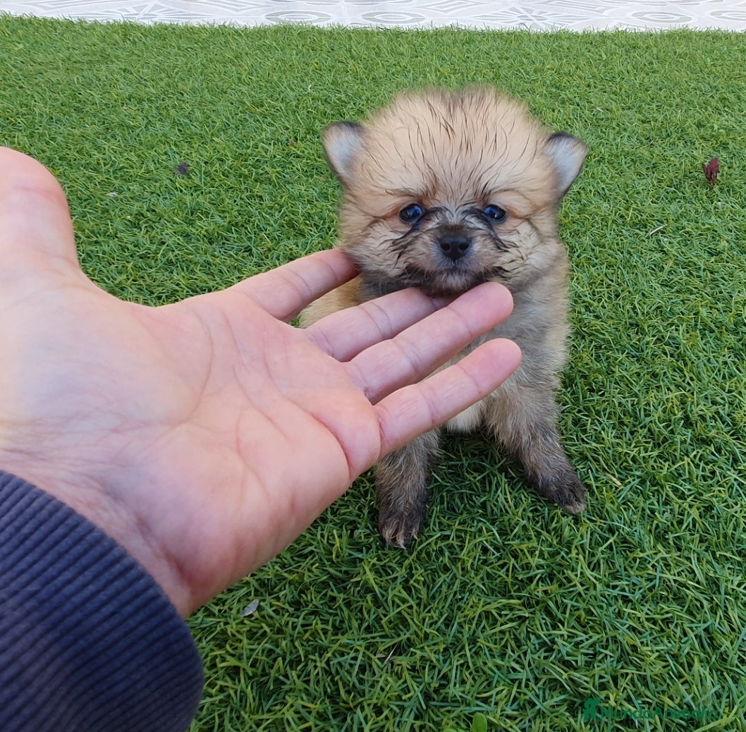 Pomerania perros Pomeranias Mini Preciosos  - Anuncio 2