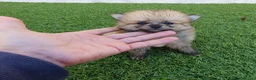 Pomerania perros en venta: Pomeranias Mini Preciosos  - Anuncio 1