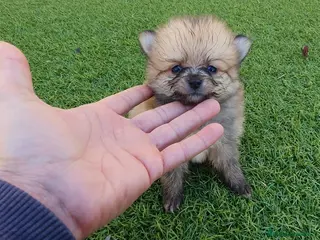 Pomerania perros Pomeranias Mini Preciosos - Anuncio 27