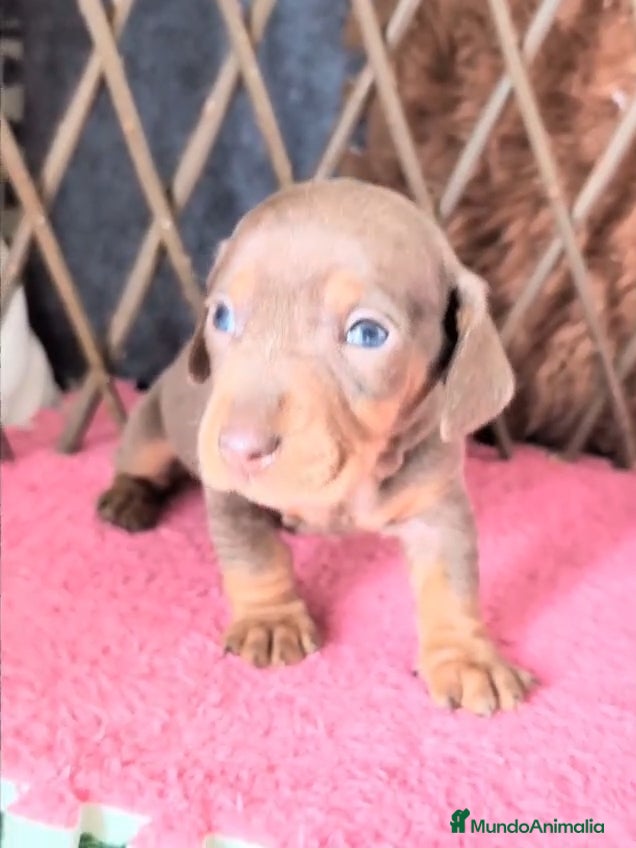 Teckel perros 🌟Tekel Arlequín y Negros fuego🌟 - Anuncio 3