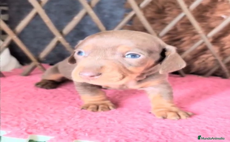 Teckel perros - Anuncio 2