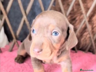 Teckel perros - Anuncio 2