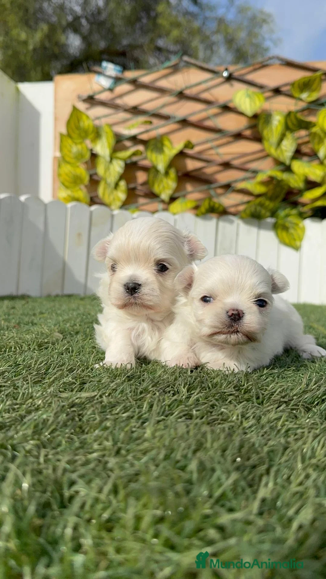 Bichón Maltés perros en venta: BICHÓN MALTÉS COREANO - Anuncio 14