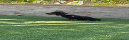 Teckel perros en venta: Cachorro teckel negro y fuego  - Anuncio 4