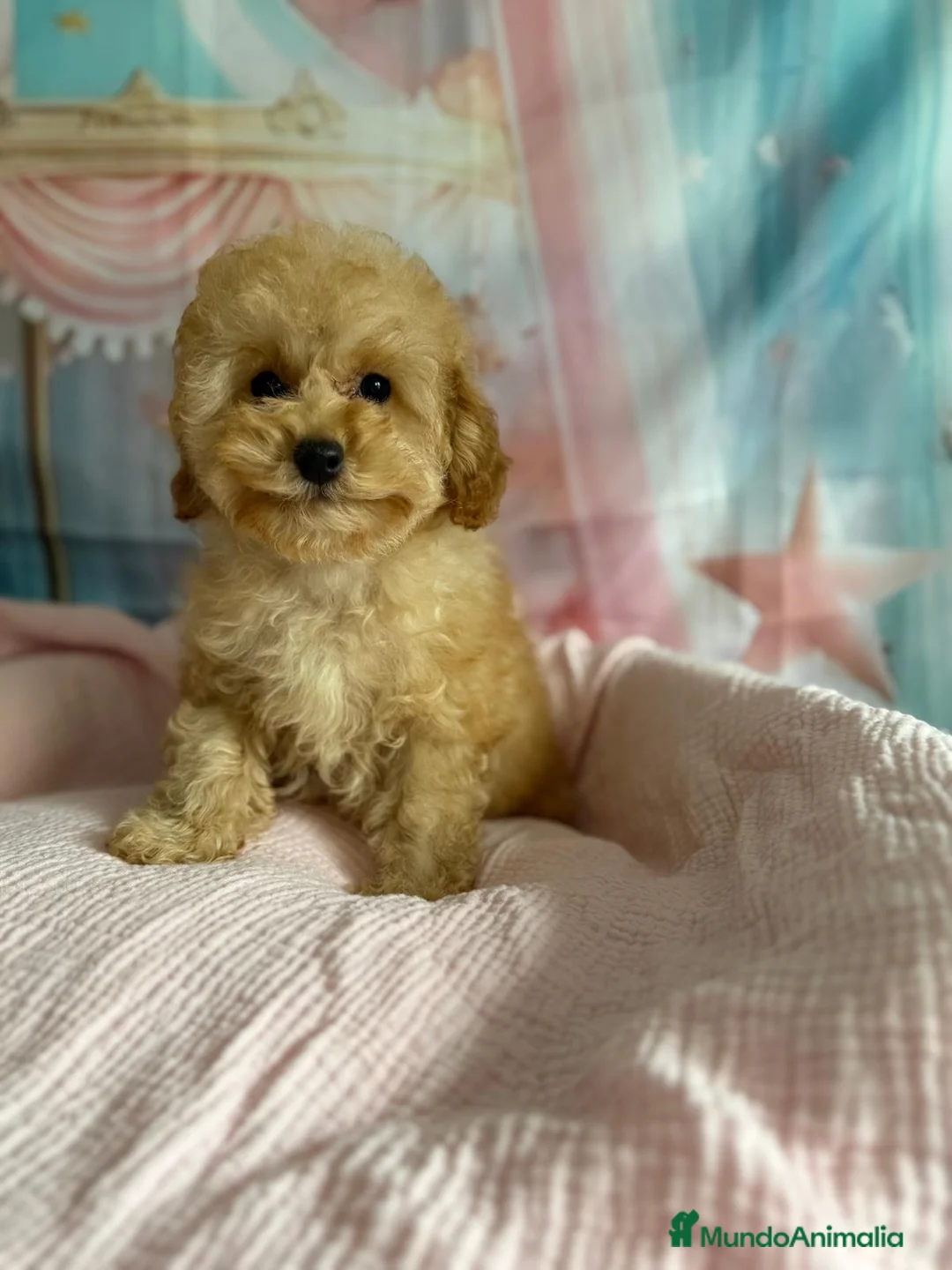 Caniche Toy perros en venta: Caniche toy hembra apricot - Anuncio 3