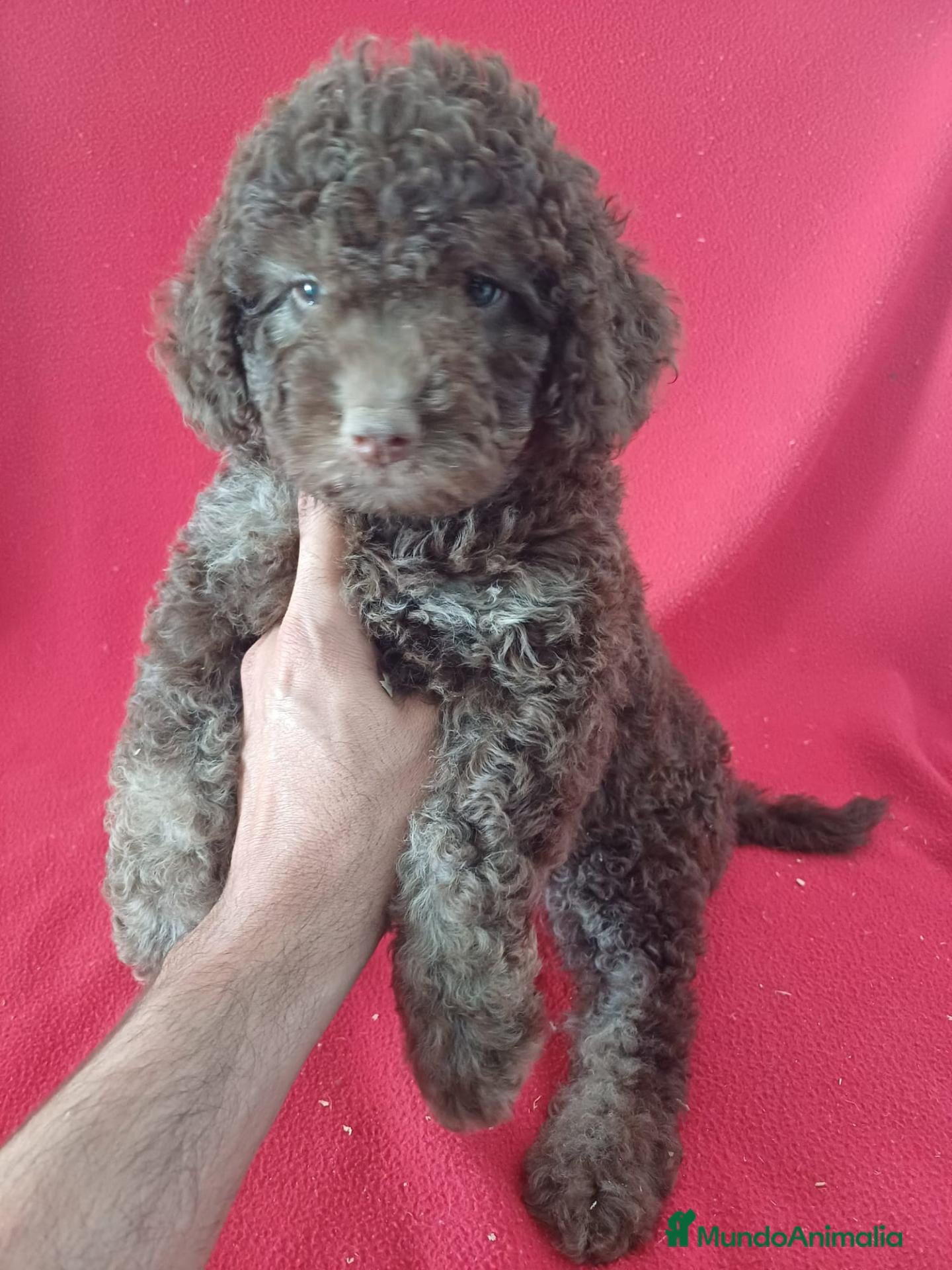 Perro de Agua Español perros en venta: Perro de Agua Español  - Anuncio 4