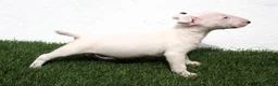 Bull Terrier perros en venta: Bull Terrier  - Anuncio 12