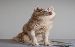 Husky Siberiano perros en venta: Cachorros SIBERIAN HUSKY - Imagen 5