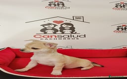 Chihuahua perros en venta: Chihuahua  - Anuncio 2
