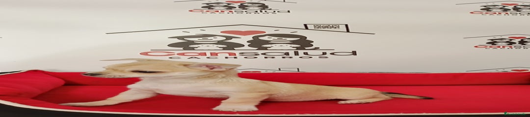 Chihuahua Cachorro 1