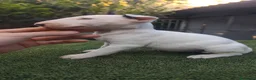 Bull Terrier perros en venta: Bull terrier  - Anuncio 2