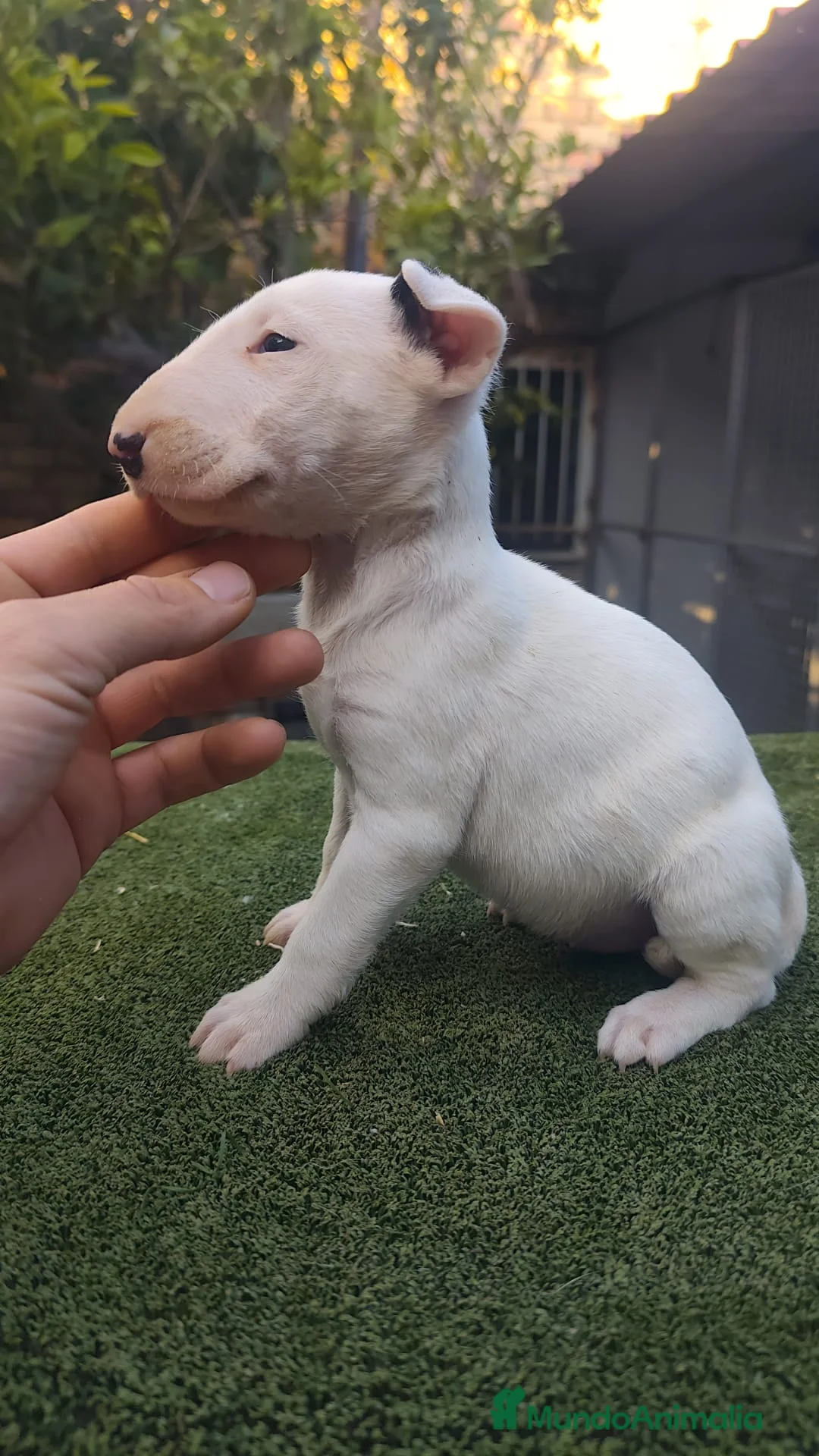 Bull Terrier perros en venta: Bull terrier  - Anuncio 2
