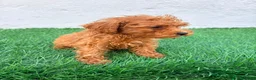Caniche Toy perros en venta: Caniche mini toy  - Anuncio 12