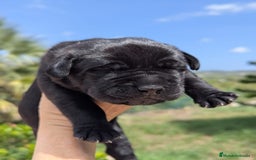Cane Corso perros en venta: Cane Corso  - Imagen 1