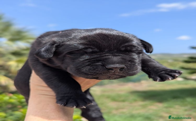 Cane Corso perros - Propaganda 1