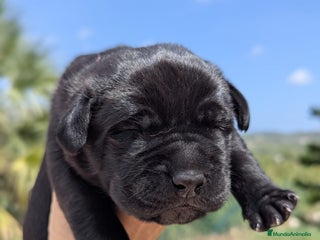 Cane Corso perros - Anuncio 2
