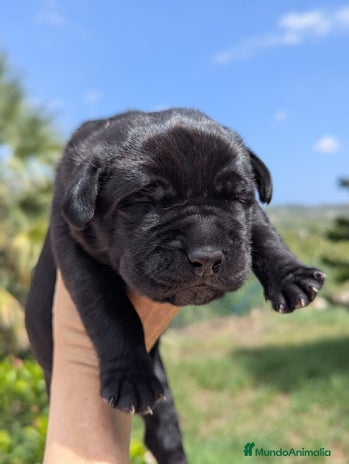 Cane Corso perros - Anuncio 2