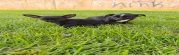 Chihuahua perros en venta: Chihuahuas macho - Anuncio 2