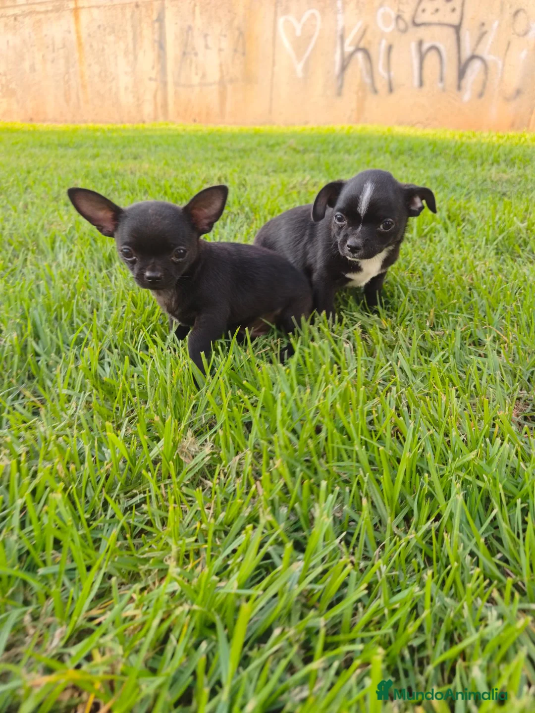 Chihuahua perros en venta: Chihuahuas macho - Anuncio 2
