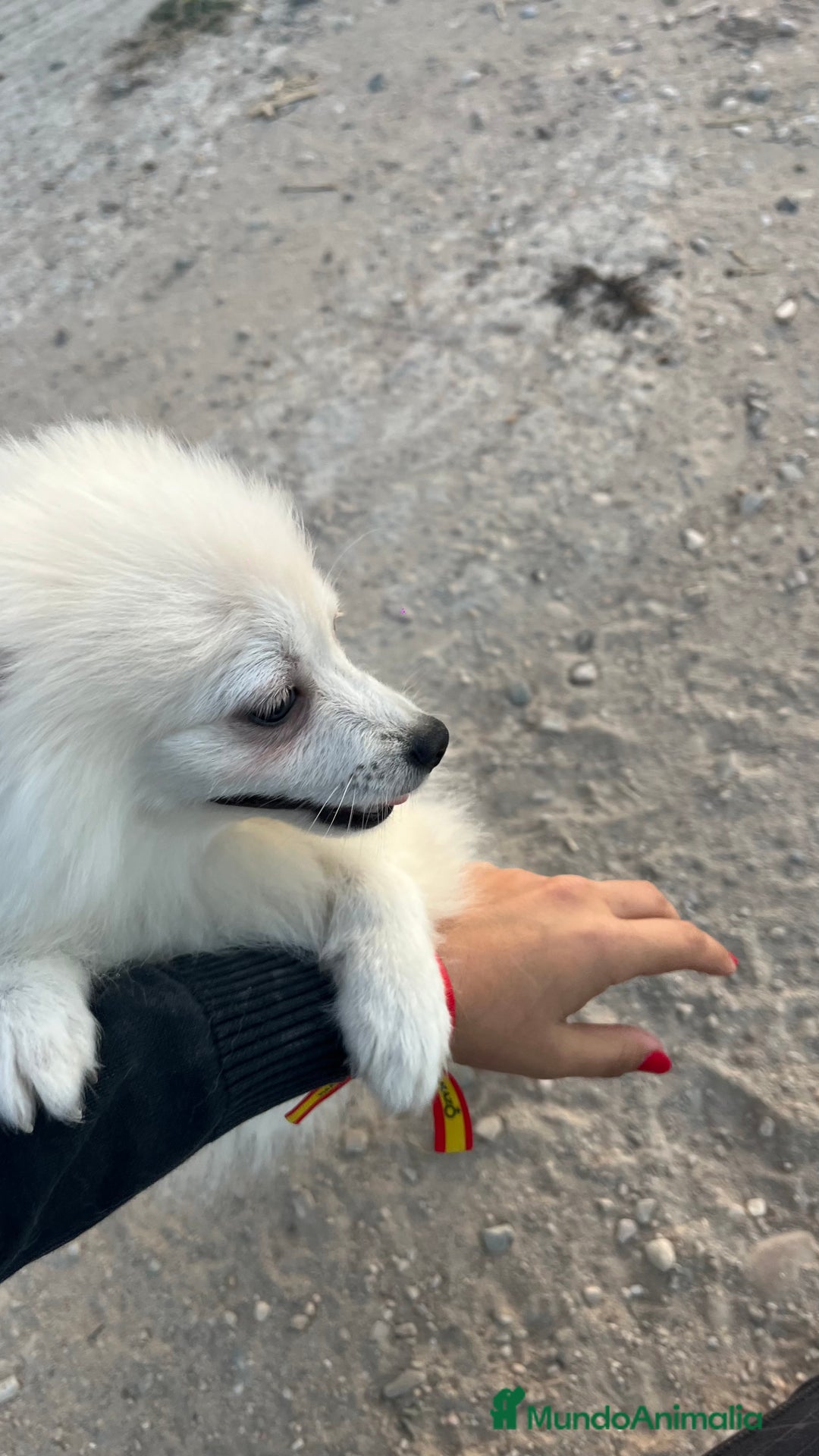 Pomerania perros en venta: Pomerania blanco  - Imagen 2