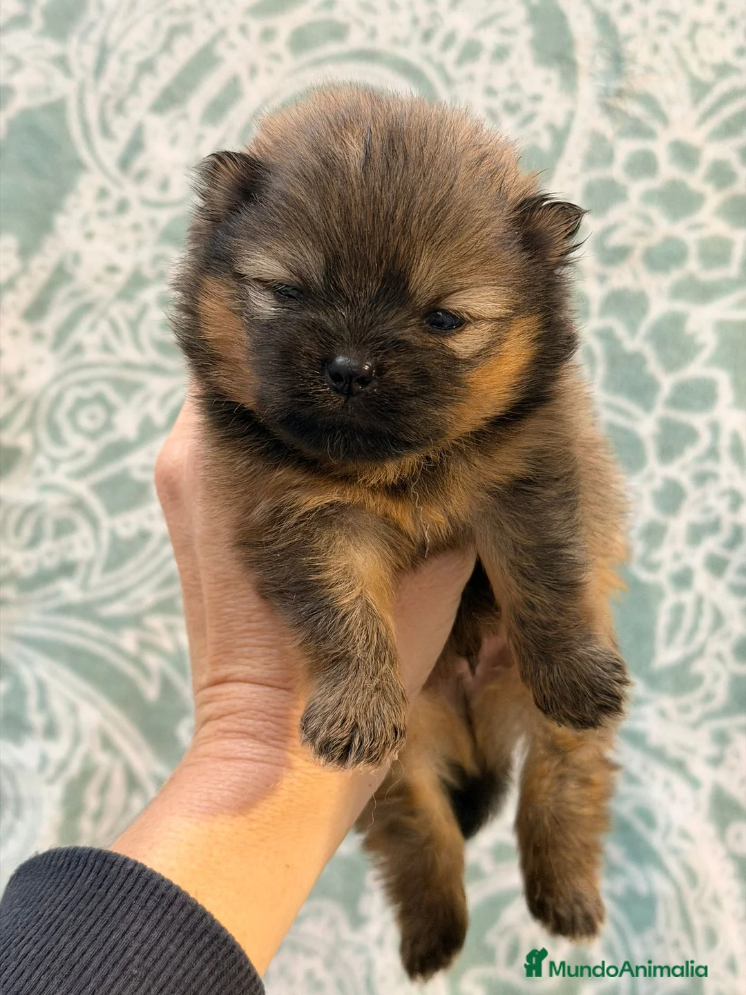 Pomerania perros en venta: POMERANIA - Anuncio 2