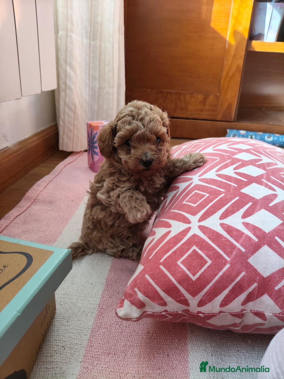 Caniche Toy perros Caniche Toy apricot  - Anuncio 29