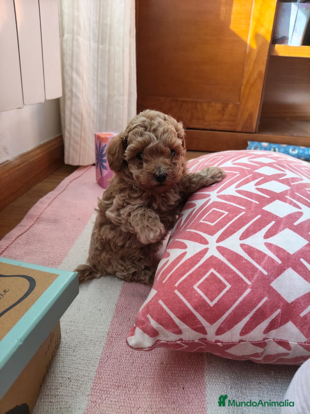 Caniche Toy perros en venta: Caniche Toy apricot  - Anuncio 1