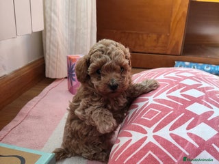 Caniche Toy perros Caniche Toy apricot - Anuncio 4