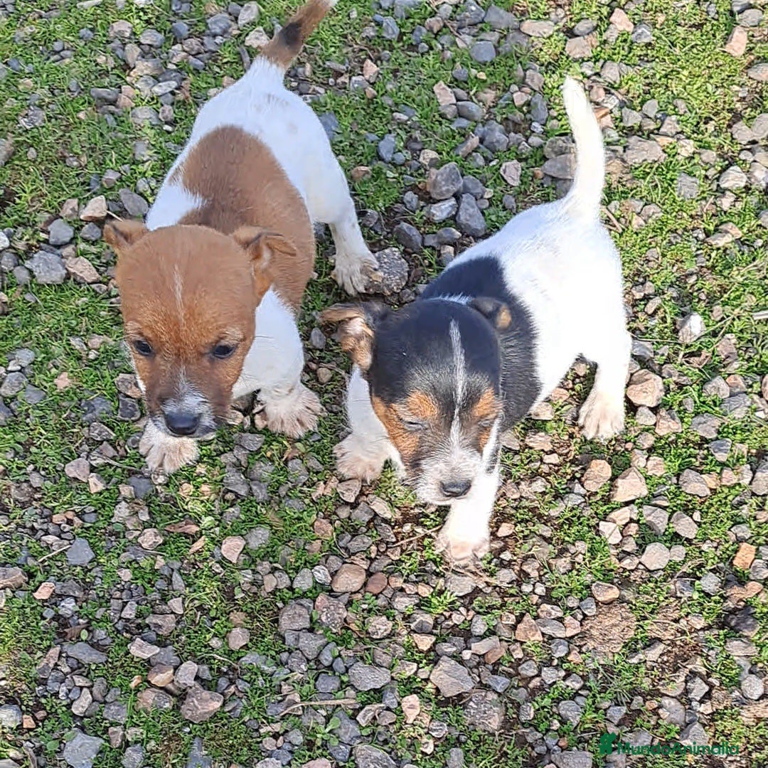 Jack Russell Terrier perros Jack russell  - Anuncio 1