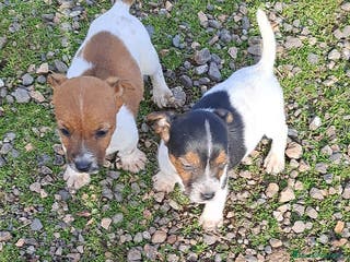 Jack Russell Terrier perros Jack russell - Anuncio 5