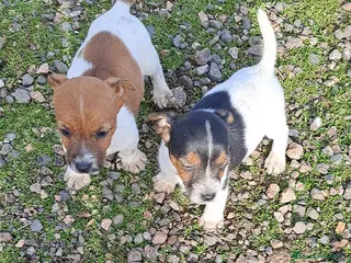 Jack Russell Terrier perros Jack russell - Anuncio 3