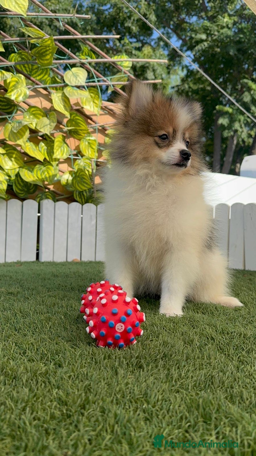 Pomerania perros en venta: POMERANIA MACHO ENVIO A TODA ESPAÑA - Imagen 3